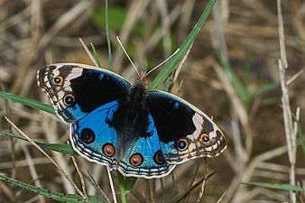 Dorsal view (male)