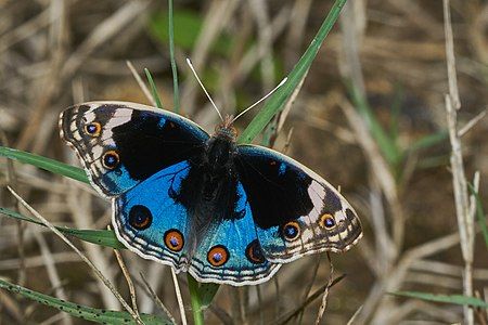 Junonia orithya, by Jkadavoor