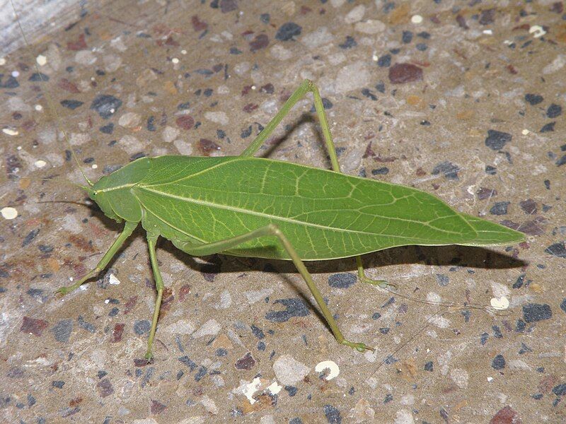 File:Katydid india.jpg