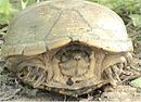 Yellow mud turtle (Kinosternon flavescens)