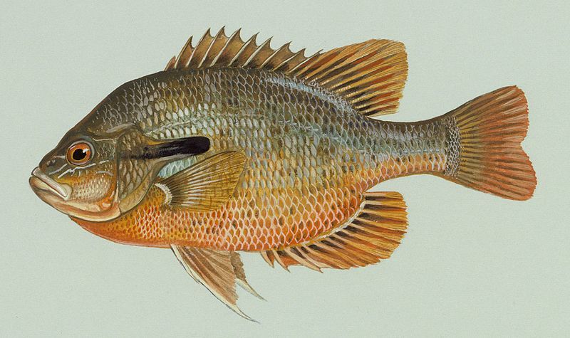 File:Lepomis auritus.jpg