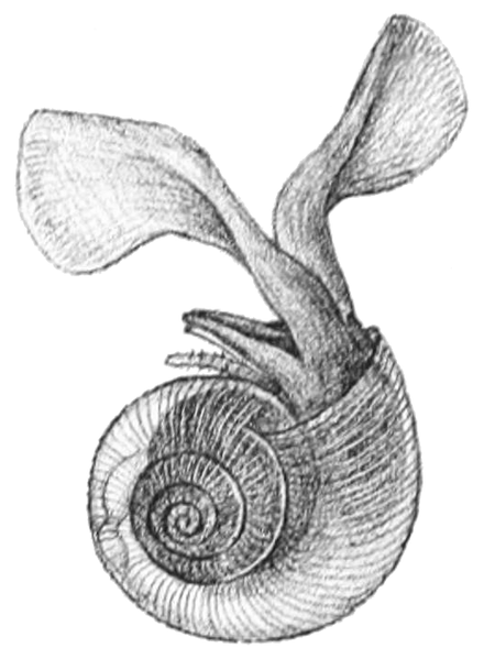 File:Limacina helicina 3.png