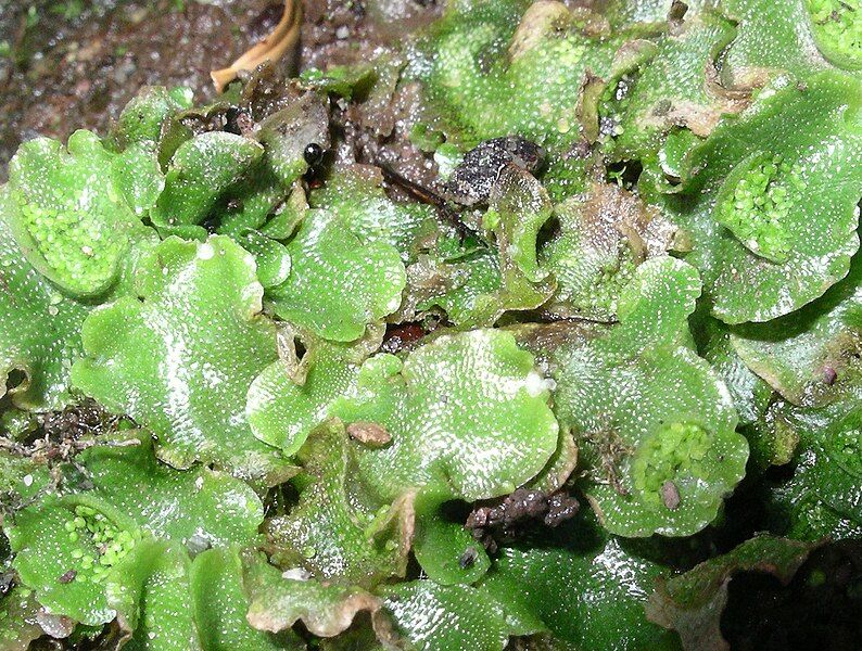 File:Lunularia cruciata.jpg