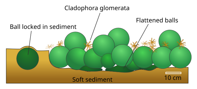 File:Marimo colony.svg