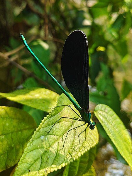 File:Matrona basilaris.jpg