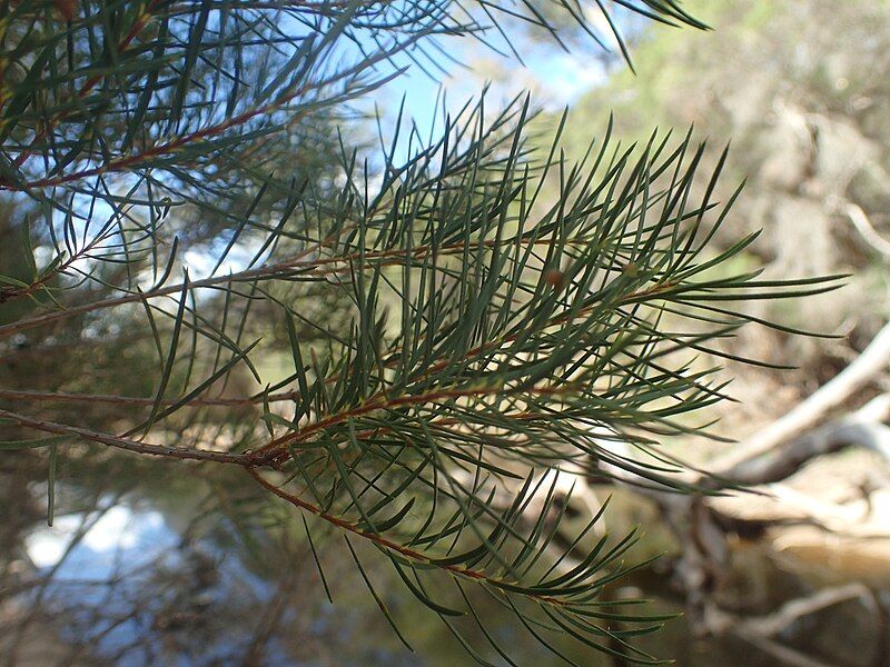 File:Melaleuca trichostachya foliage.jpg