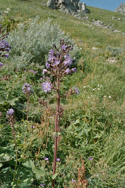 File:Mulgédie des Alpes.jpg