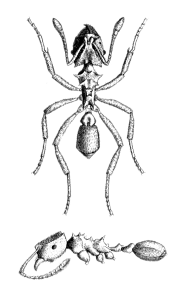 File:Mycocepurus smithii plate.png