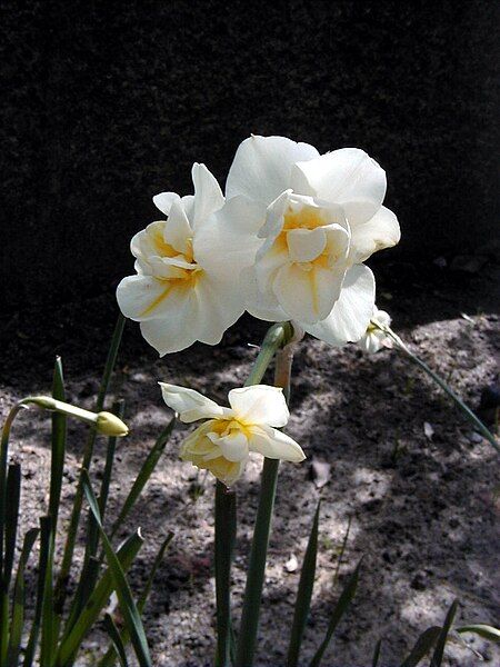 File:Narcissus 'Cheerfulness'.jpg