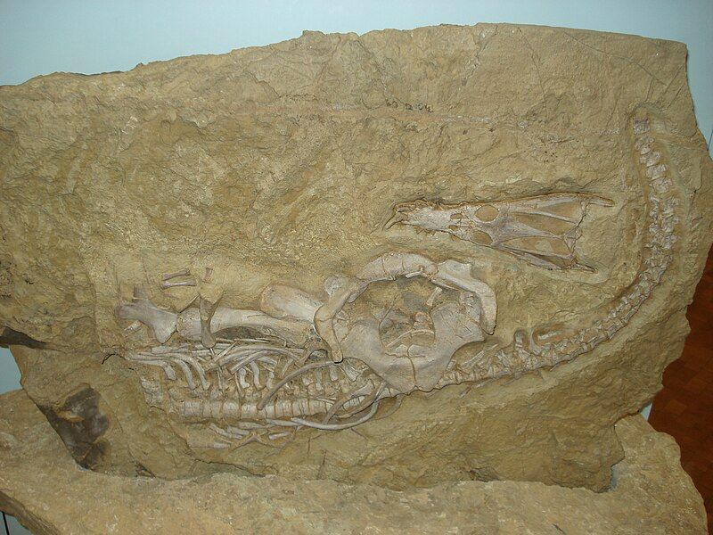 File:Nothosaurus jagisteus.JPG