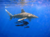 Oceanic Whitetip Shark with fish