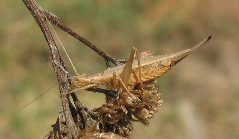 File:Oecanthus pellucens.jpg