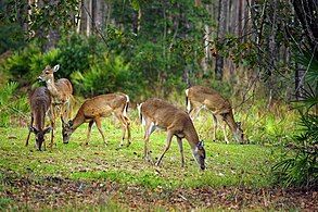 White-tailed deer