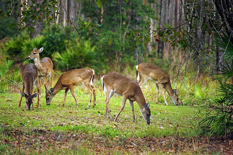 File:Okefenokee Wildlife.jpg