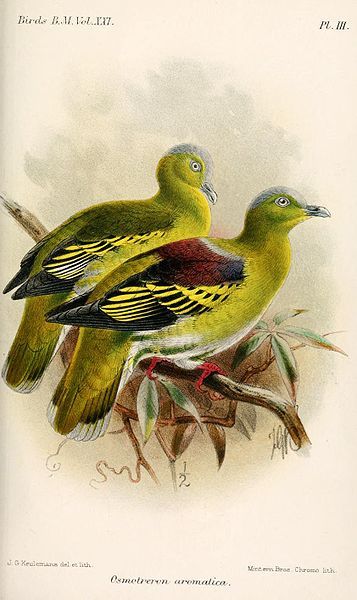 File:OsmotreronAromaticaKeulemans.jpg