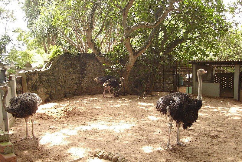 File:Ostrich in Dehiwala.JPG