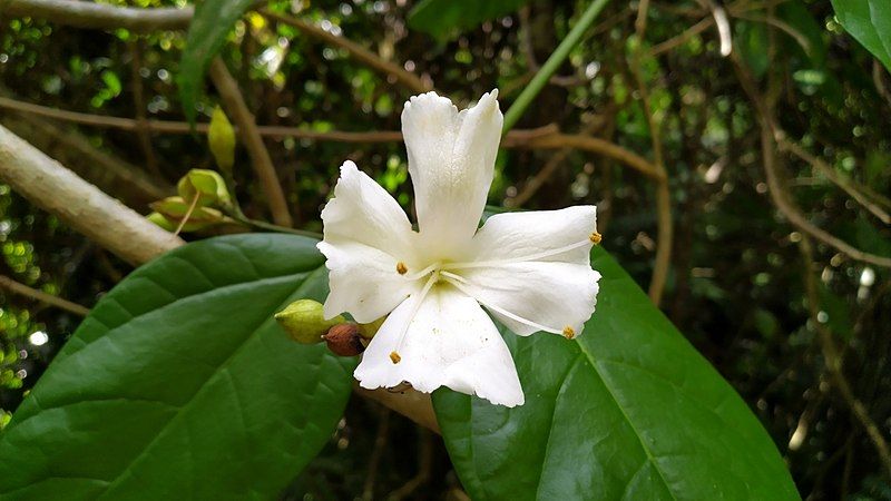 File:Oxera-spendida-flower-SF20305.jpg