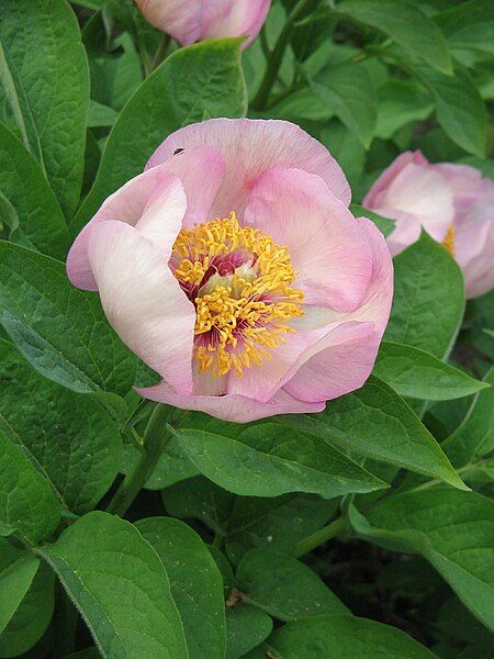 File:Paeonia cv 02.jpg