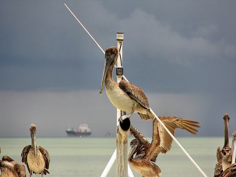 File:Pelecanus occidentalis -Trinidad-8.jpg