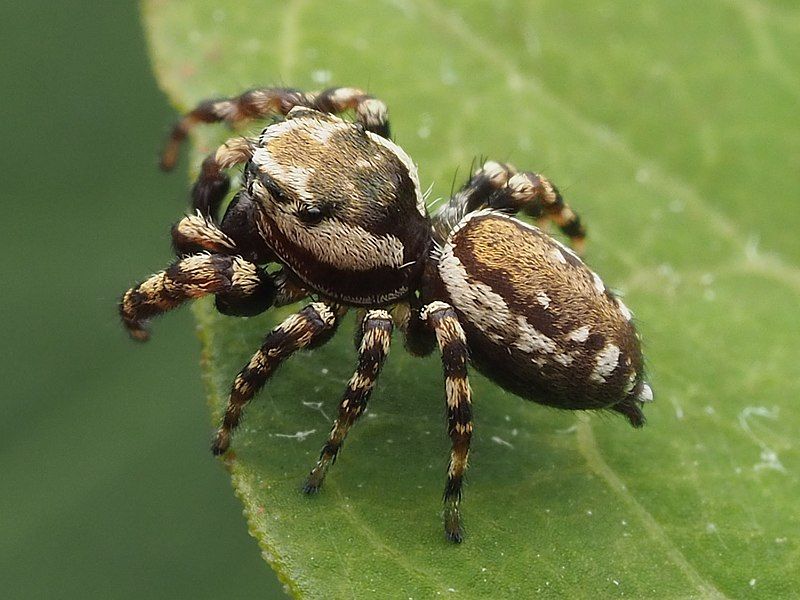 File:Pelegrina galathea 164451602.jpg