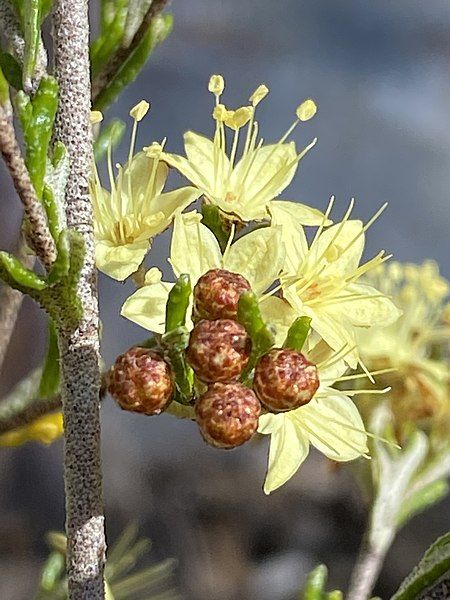 File:Phebalium bifidum buds.jpg