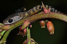 Colour photograph of Emerald Green snake (Philothamnus heterodermus) on the stem of a plant.