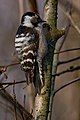 Lesser Spotted Woodpecker