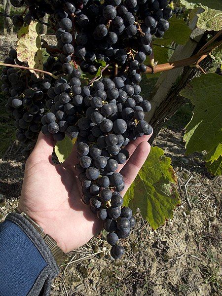 File:Pinot Noir.jpg