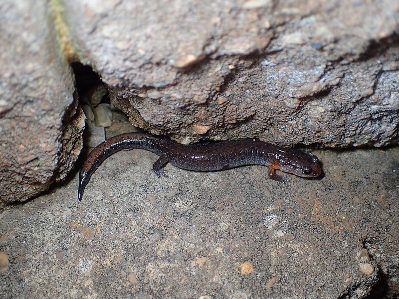 File:Plethodon websteri 31128008.jpg