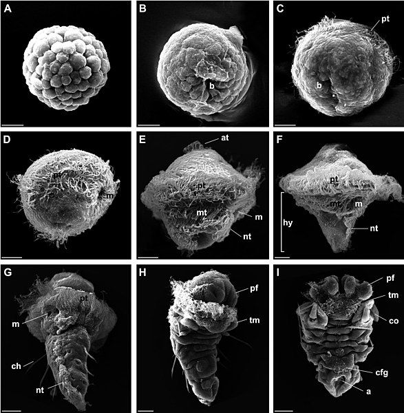 File:Pomatoceros lamarckii development.jpg