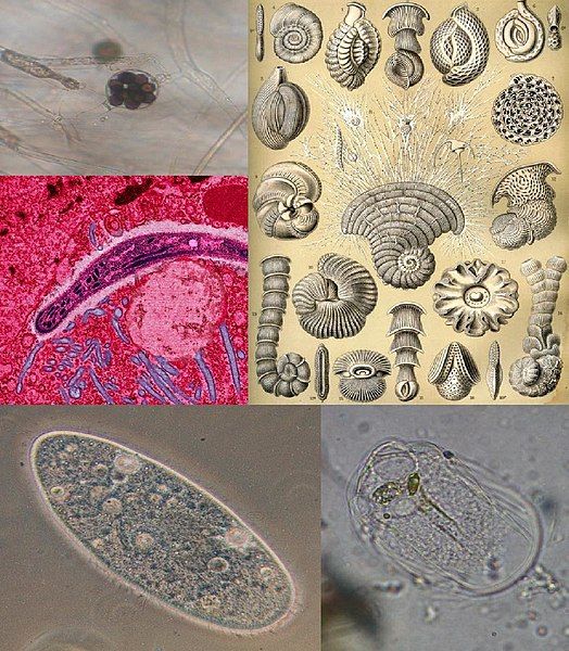 File:Protist collage.jpg