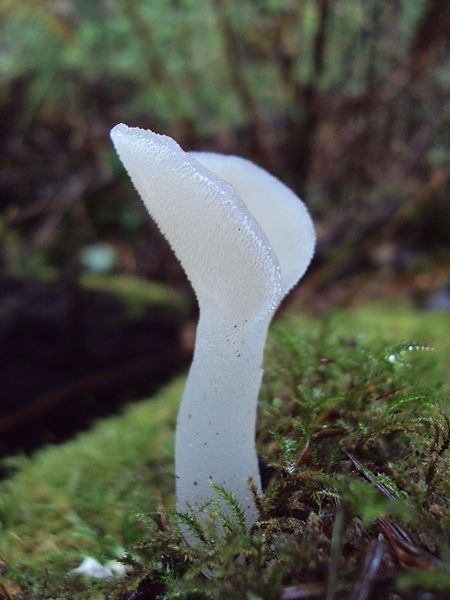 File:Pseudohydnum gelatinosum 72233.jpg