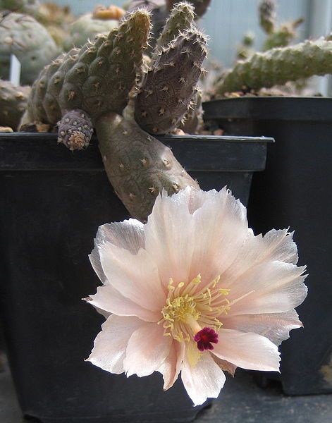 File:Pterocactus gonjianii 02.jpg