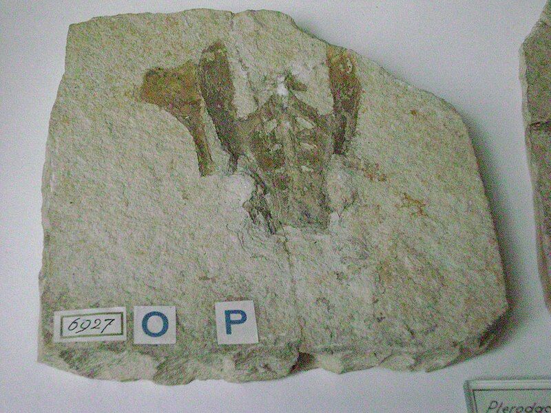 File:PterodactylusGrandipelvis.JPG