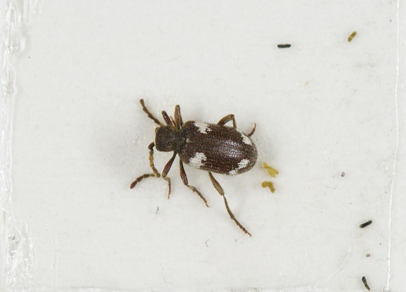 File:Ptinus Sexpunctatus.jpg