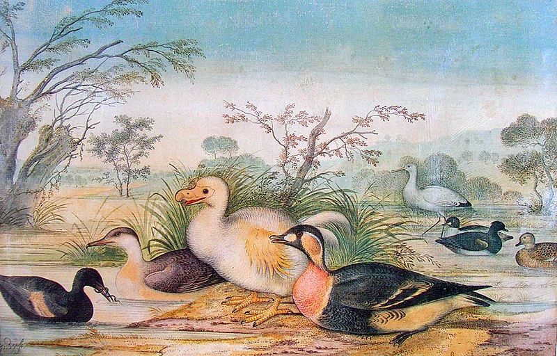 File:Reunion dodo.jpg