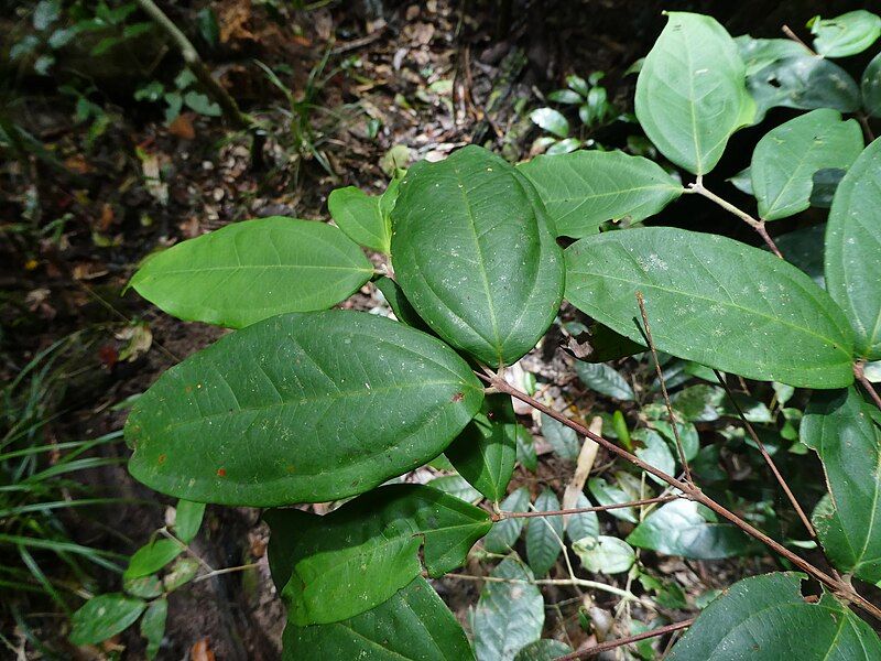 File:Rhodamnia-sessiliflora-SF24250-03.jpg