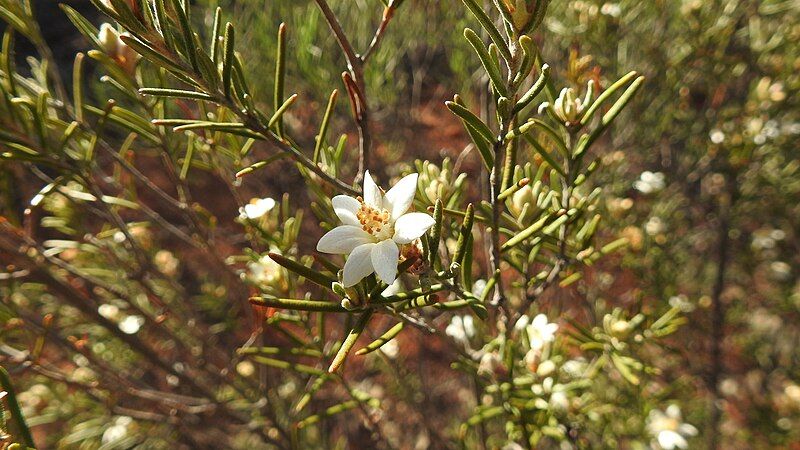 File:Ricinocarpos trachyphyllus.jpg