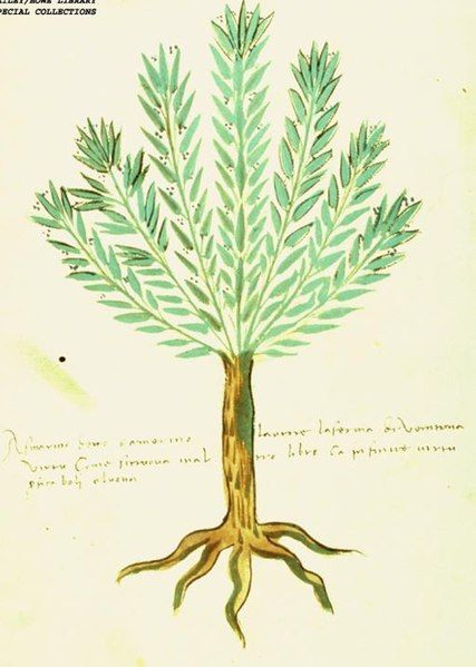 File:Rosemary, ca 1500.jpg