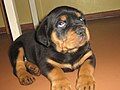 Rottweiler Puppy