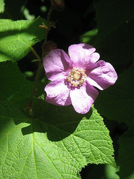 File:Rubus odoratus03.jpg