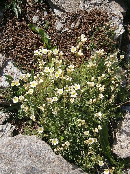 File:Saxifraga moschata 003.JPG