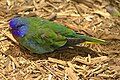 Scarlet-chested Parrot