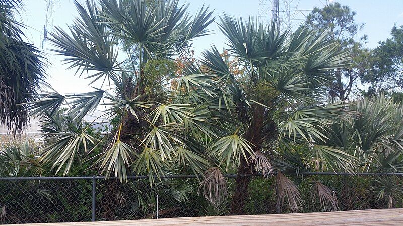 File:SilverSawPalmettoClump.jpg