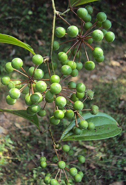 File:Smilax zeylanica fruits.jpg