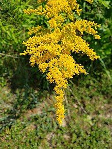 The inflorescences of this species form racemes with tiny yellow flowers.