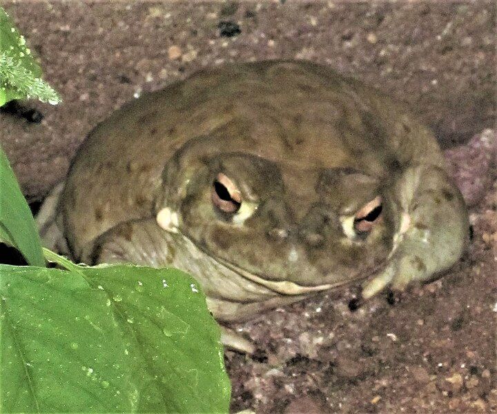 File:Sonoran Toad1.jpg