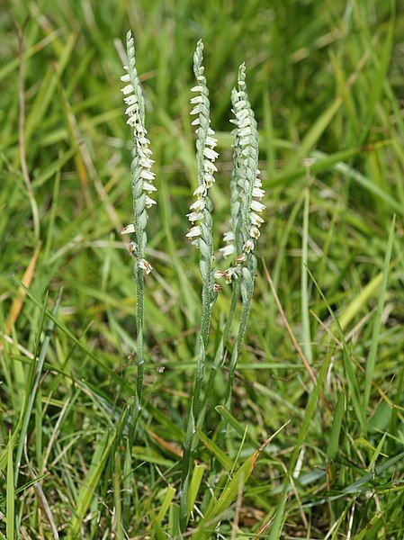 File:Spiranthes spiralis (habitus).jpg