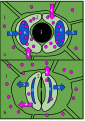 1-Epidermal cell 2-Guard cell 3-Stoma 4-K+ ions 5-Water 6-Vacuole a. Open stoma: stomata are the small pores in the epidermis of leaves. They are bordered by guard cells. The stomata open when the turgor pressure increases in the guard cells, causing the cells to buckle outward. This happens when water flows into the guard cells. Water flows into the guard cells after K+ ions enter the cells, because the water is flowing down its concentration gradient to keep the solute level the same inside the cell as outside. The K+ ions are actively transported into the cells. A proton pump moves H+ ions out of the cell, which is powered by the hydrolysis of ATP. This creates an electrochemical gradient that allows the K+ to flow into the cells through a channel protein. A signal that begins the process is a blue-light component of sunlight. b. Closed stoma: stomata close when the turgor pressure decreases because water exits the cell. The water flows out because the K+ ions exit the cell. They flow out when the proton pump is deactivated. There are a number of signals that can cause stomata to close, these include: a rise in CO2 concentration and the hormone abscisic acid. Even if plants are kept in the dark, the stomata still open and close about every 24 hours, meaning they are regulated by the Circadian rhythms of the plants. The opening and closing of stomata are also influenced by temperature, humidity, and stress.