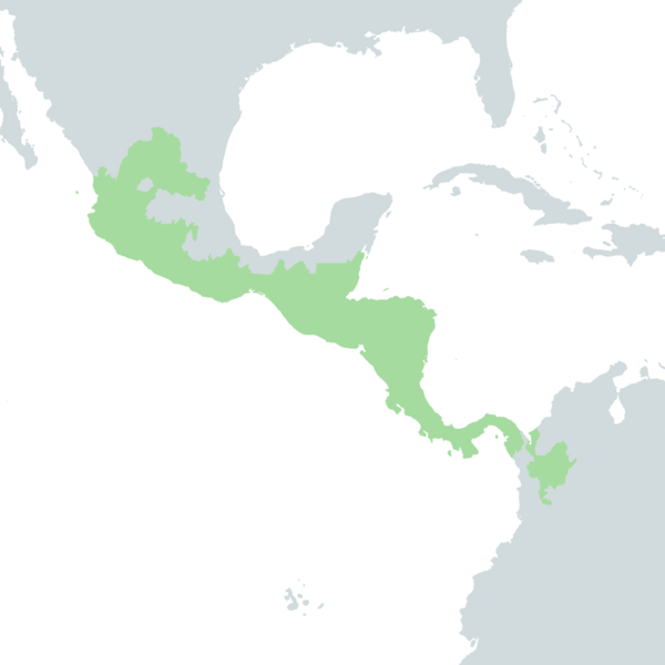 File:Symplococarpon purpusii map.png